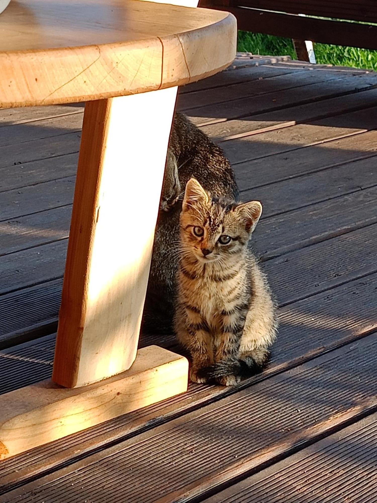 Gosciniec Na Stoku Pokoje 2,3,4 Osobowe, Cisza, Spokoj, Widok Na Stok Narciarski, Lasy, Laki Bobliwo Exterior foto