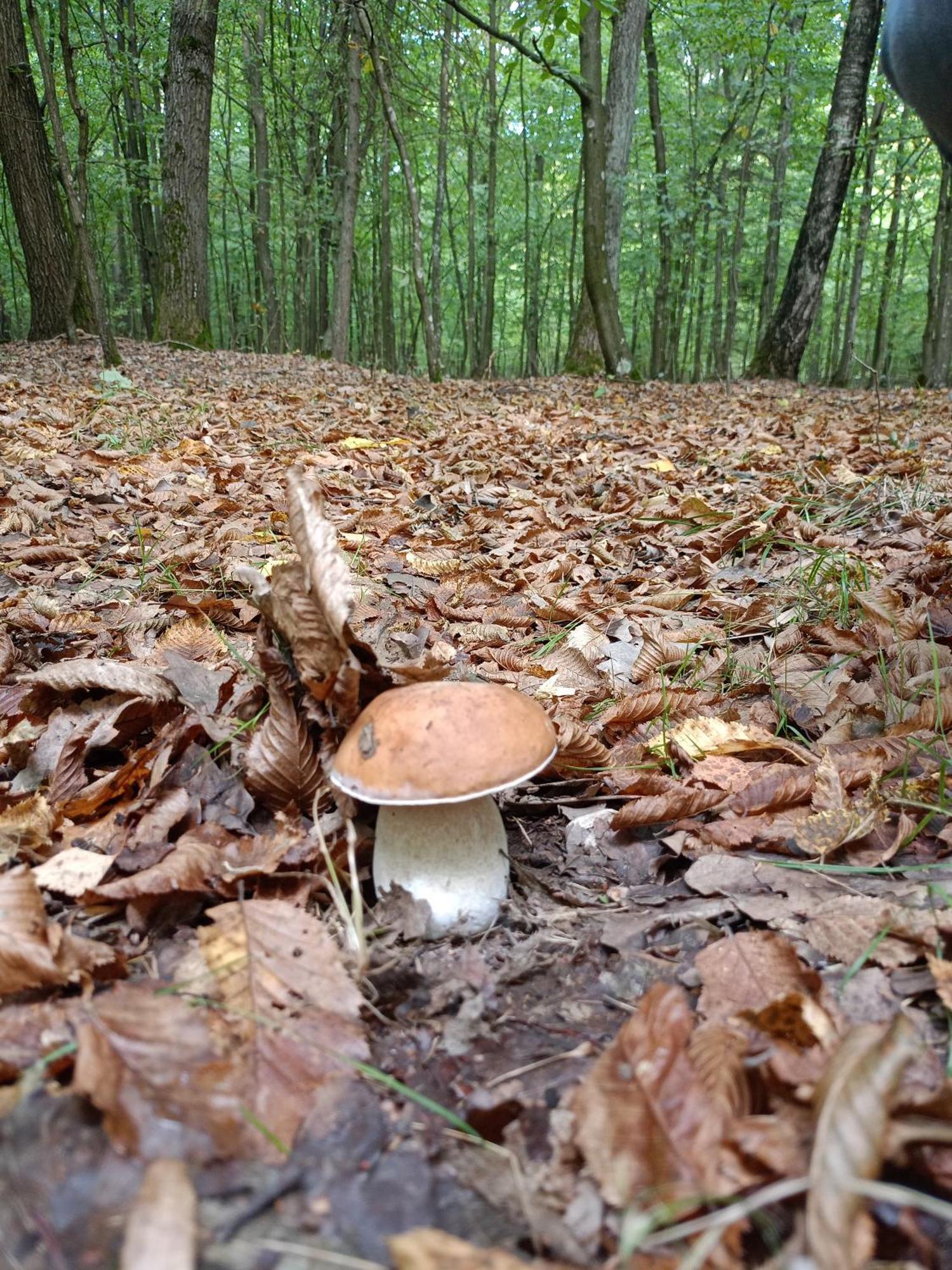 Gosciniec Na Stoku Pokoje 2,3,4 Osobowe, Cisza, Spokoj, Widok Na Stok Narciarski, Lasy, Laki Bobliwo Exterior foto